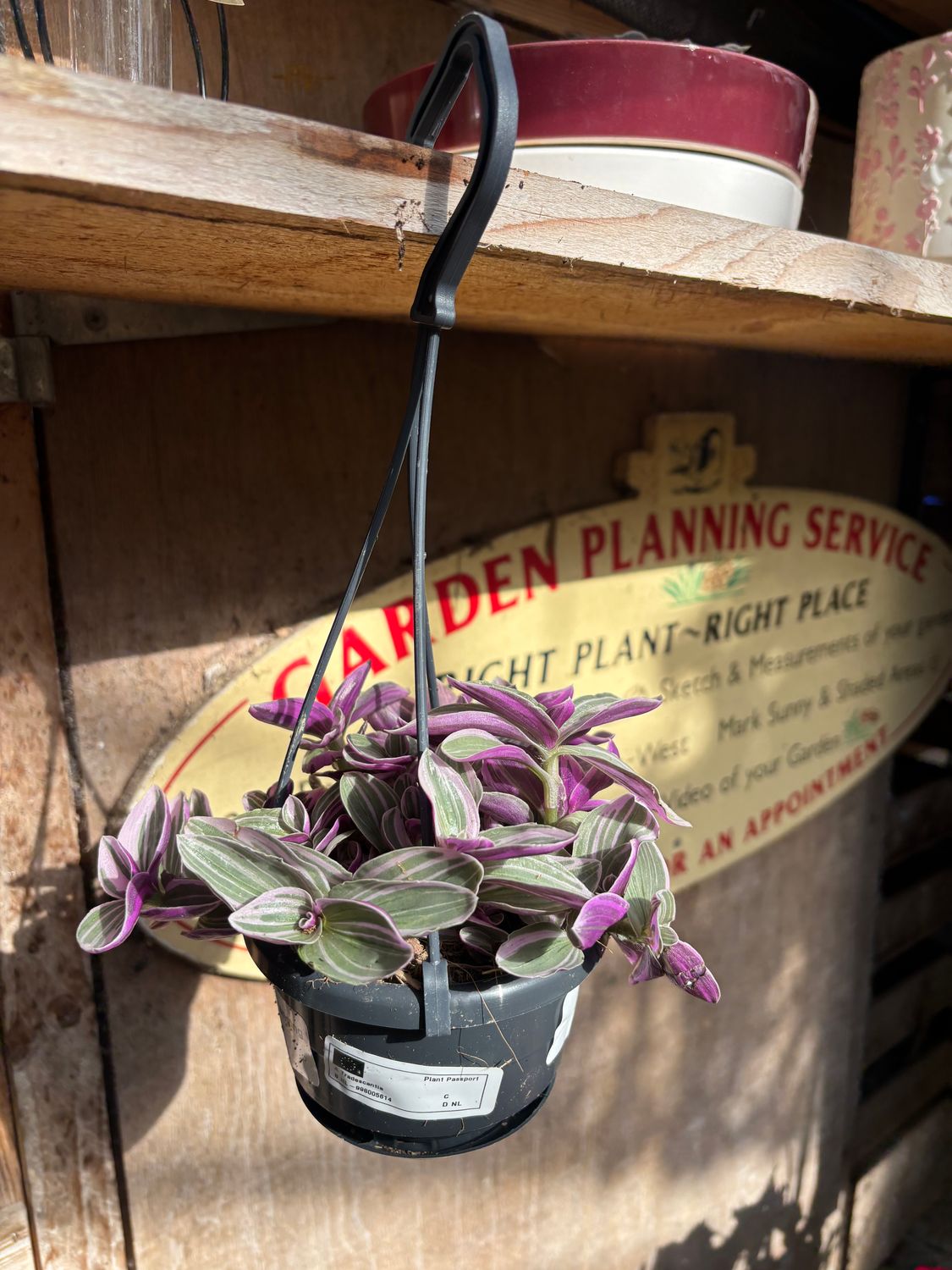 Senecio Sweetness Hanging House Plant