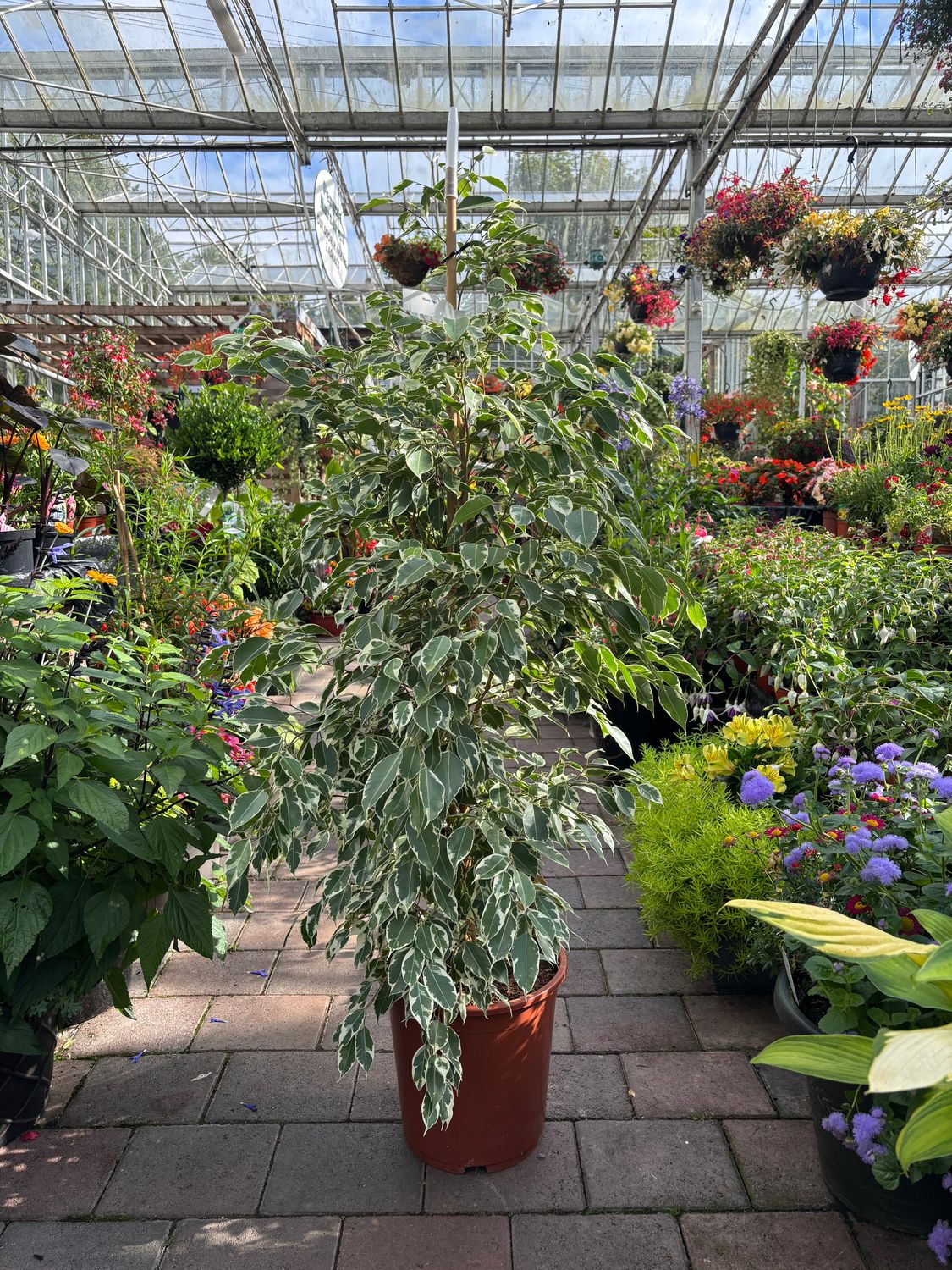 Ficus Twilight House Plant