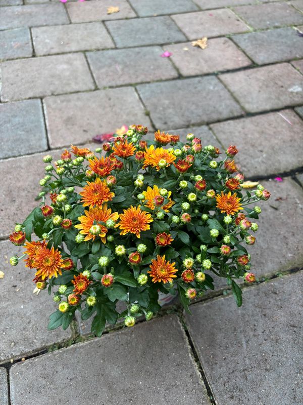 Chrysanthemum Orange