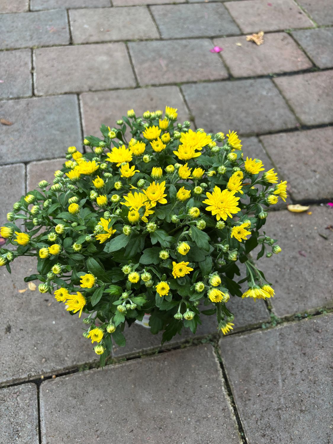 Chrysanthemum Yellow