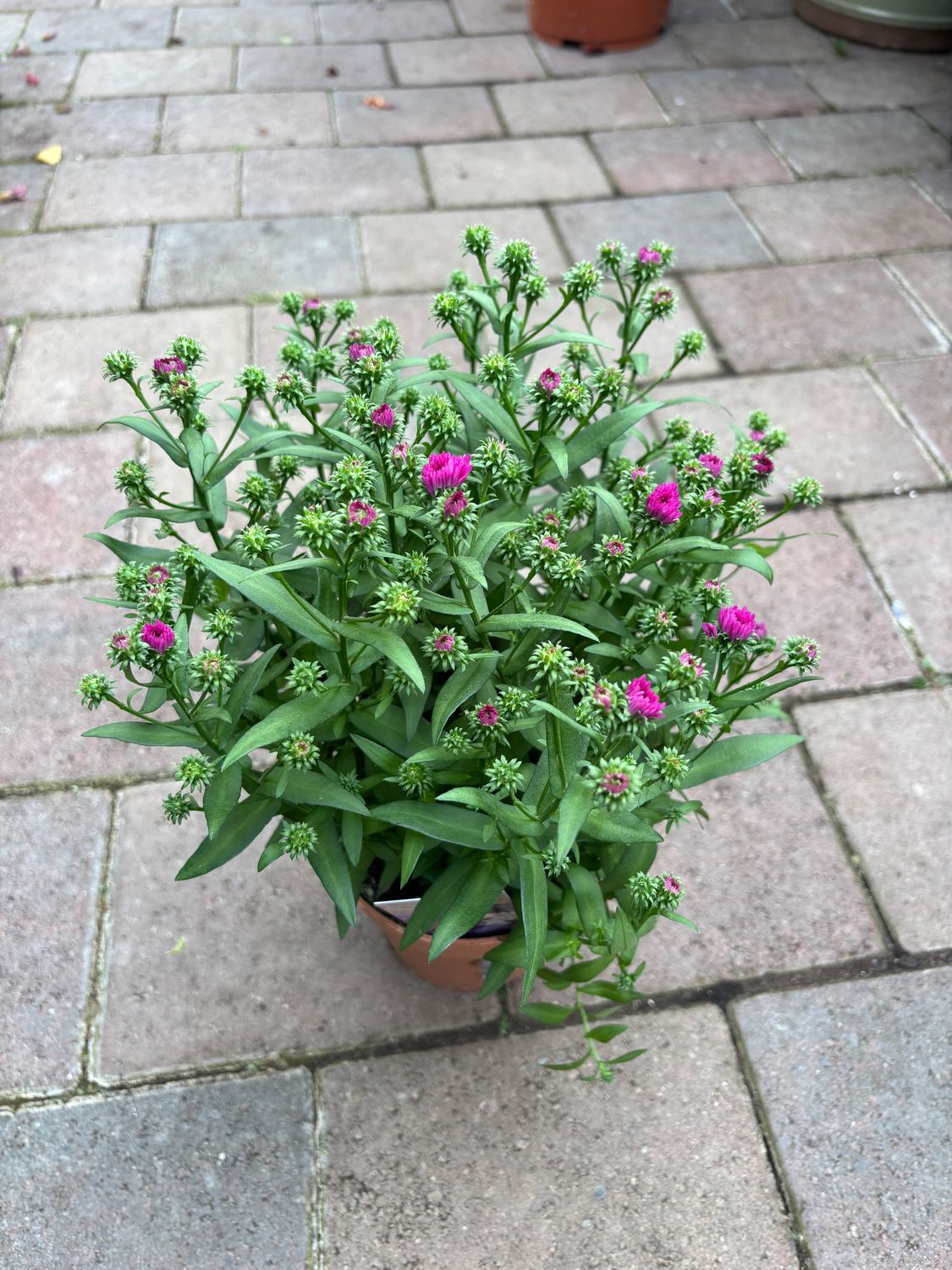 Aster Magenta Purple