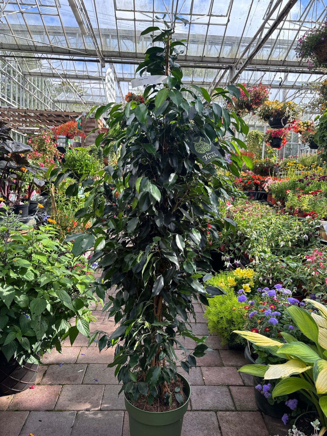 Ficus Midnight Lady House Plant