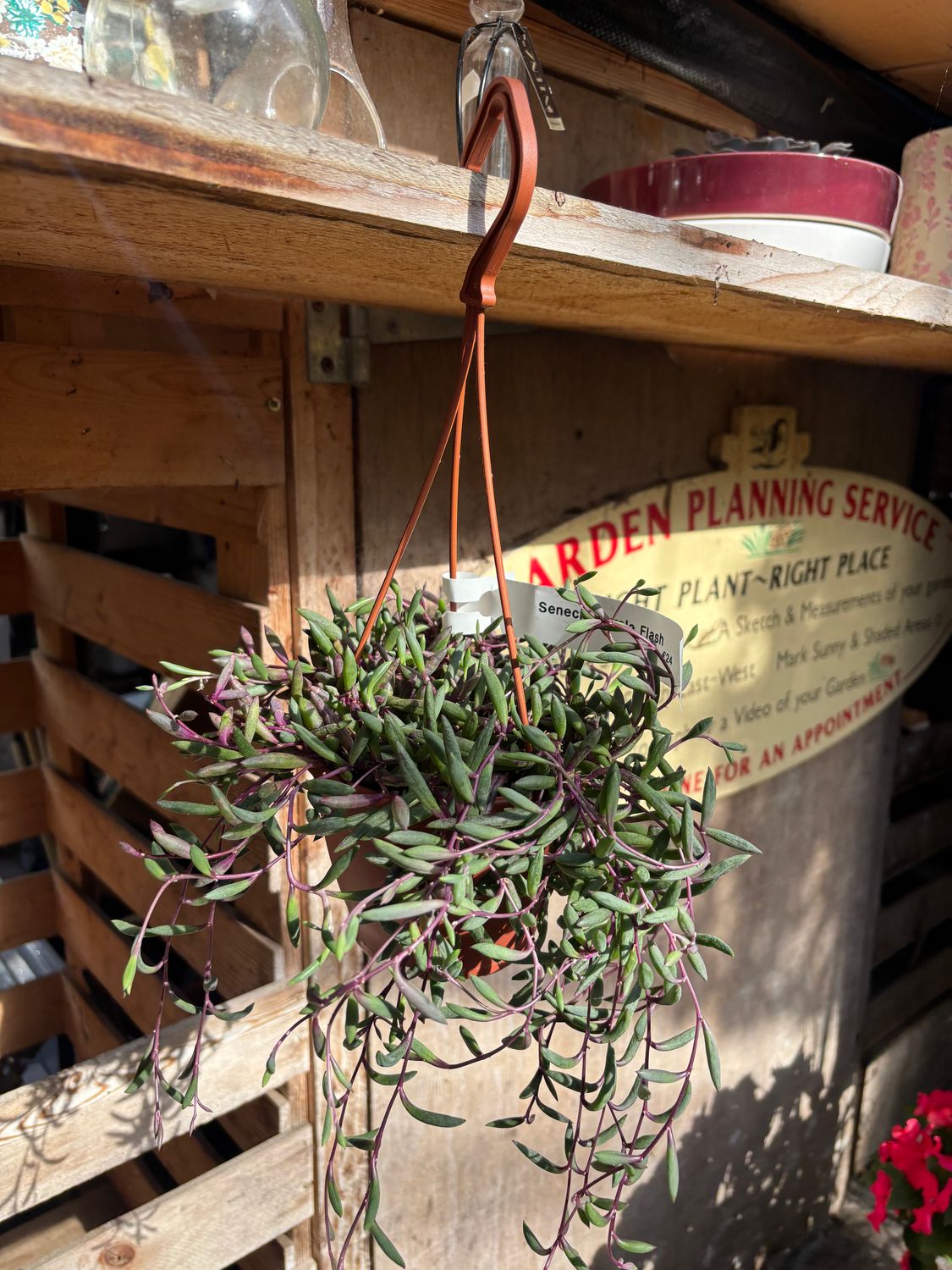 Senecio Purple Flash Hanging House Plant