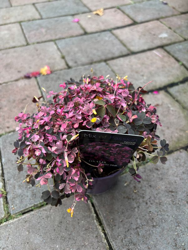 Oxalis Crazy Pink