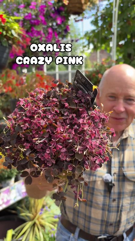 Oxalis Crazy Pink