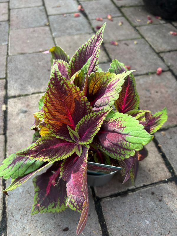 Coleus Ruby Road