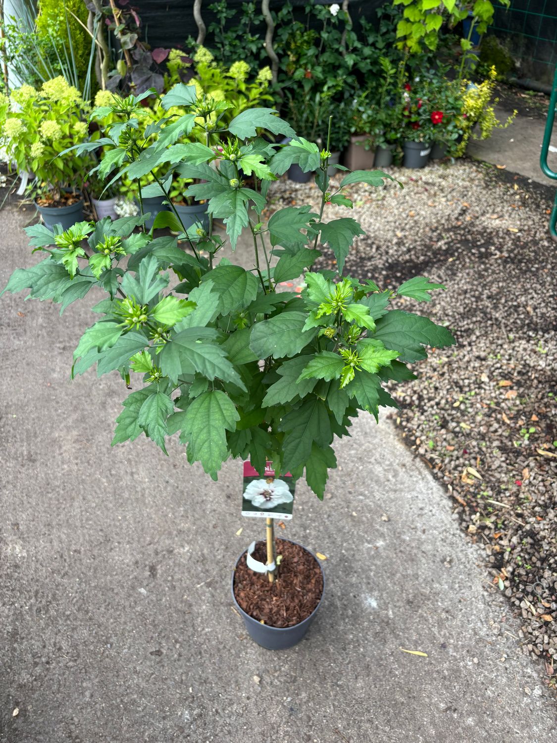 Hibiscus Speciosus small tree! Hardy shrub..likes a sunny and free draining spot . Flowers summer and early autumn. Strong Bushy Mini Trees