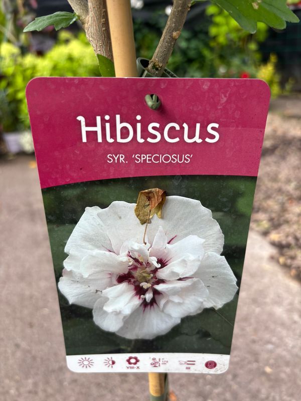 Hibiscus Speciosus small tree! Hardy shrub..likes a sunny and free draining spot . Flowers summer and early autumn. Strong Bushy Mini Trees