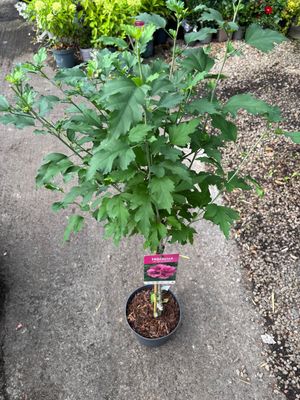 Hibiscus Duc De Brabant