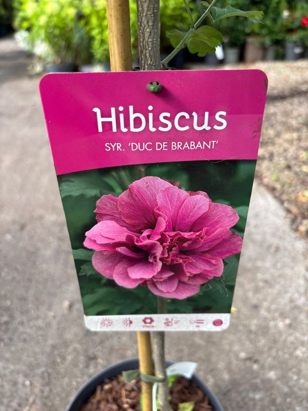 Hibiscus Duc De Brabant