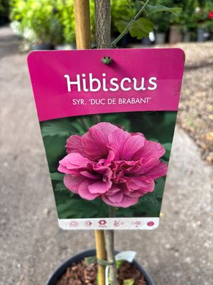 Hibiscus Duc De Brabant