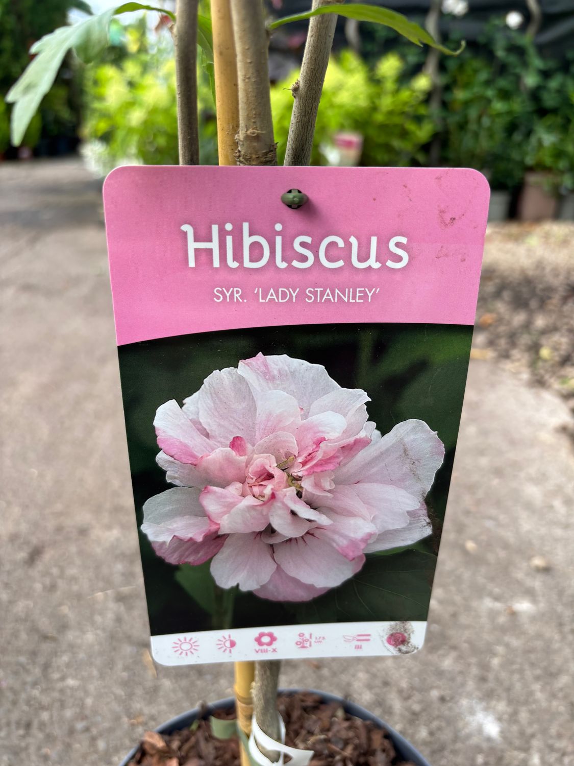 Hibiscus Lady Stanley