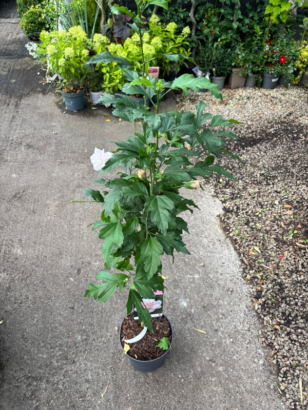 Hibiscus Lady Stanley
