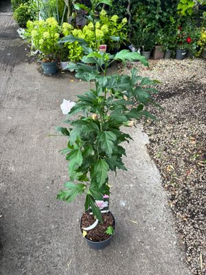 Hibiscus Lady Stanley
