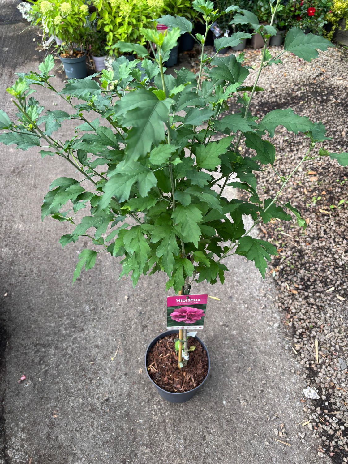 Hibiscus Ardens