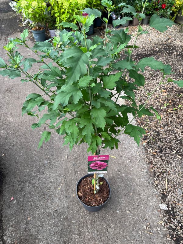 Hibiscus Ardens