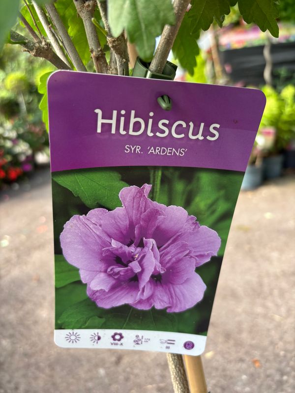 Hibiscus Ardens