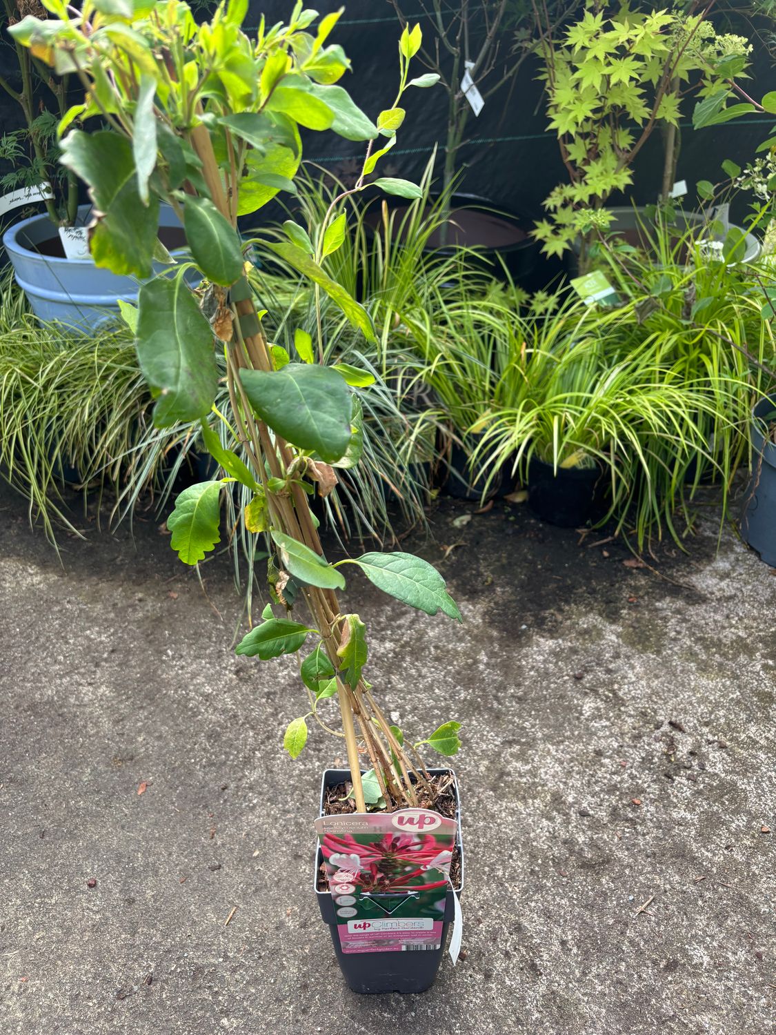 Lonicera Serotina