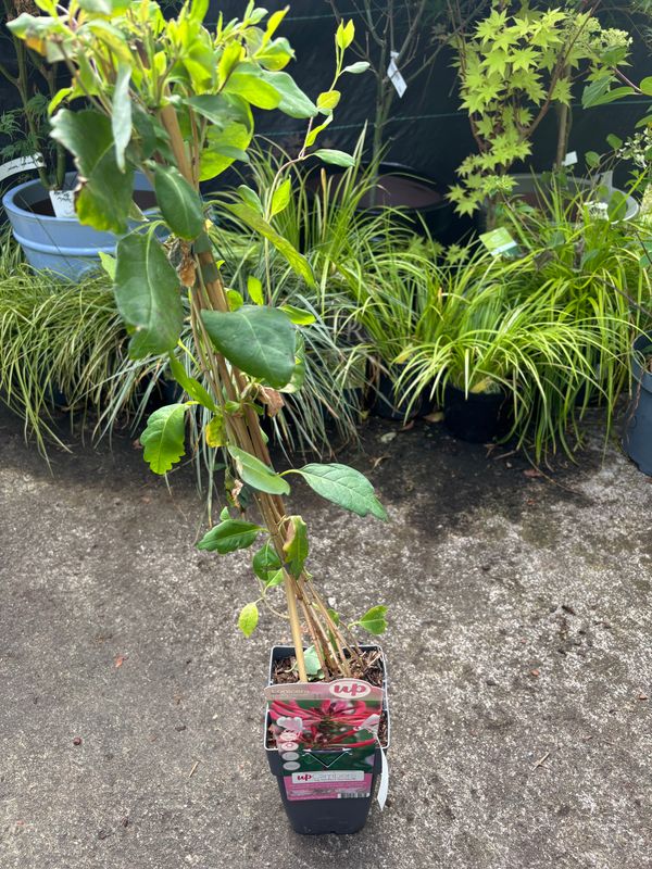 Lonicera Serotina
