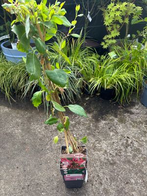 Lonicera Serotina