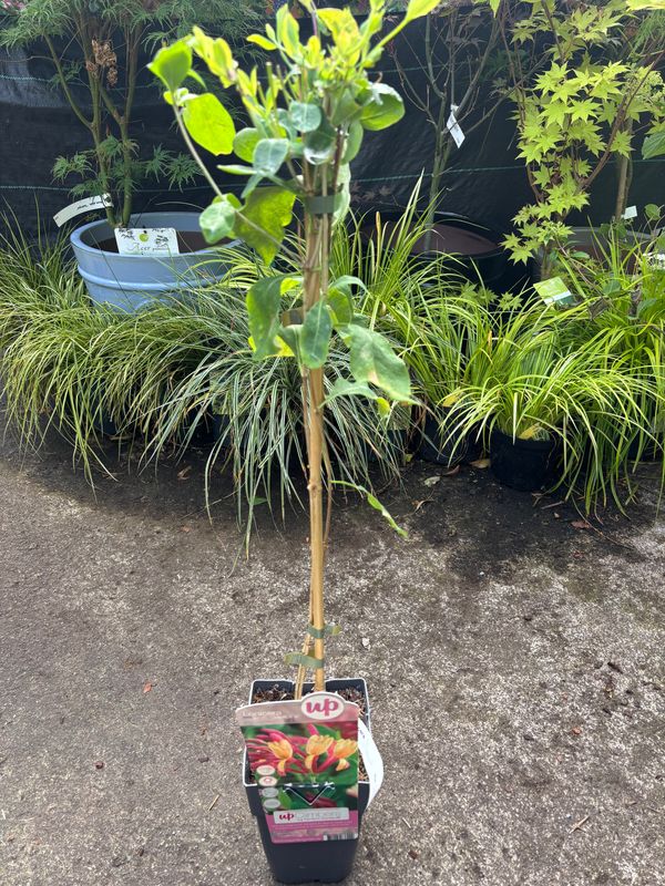 Lonicera Goldflame