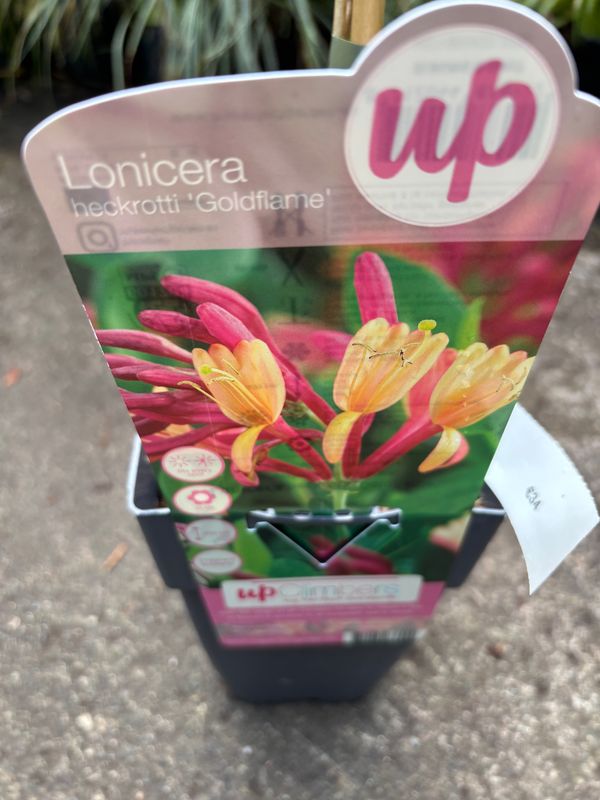 Lonicera Goldflame