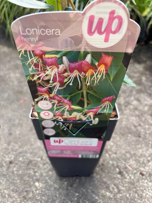 Lonicera Henryi