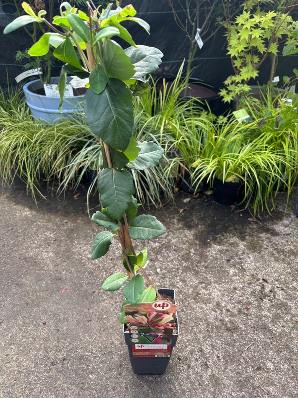 Lonicera Belgica