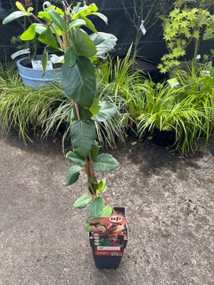 Lonicera Belgica