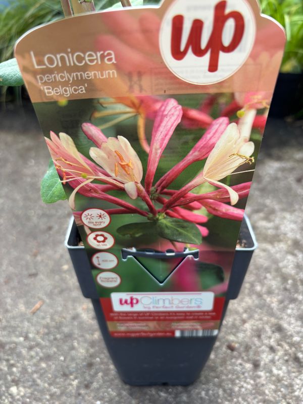 Lonicera Belgica