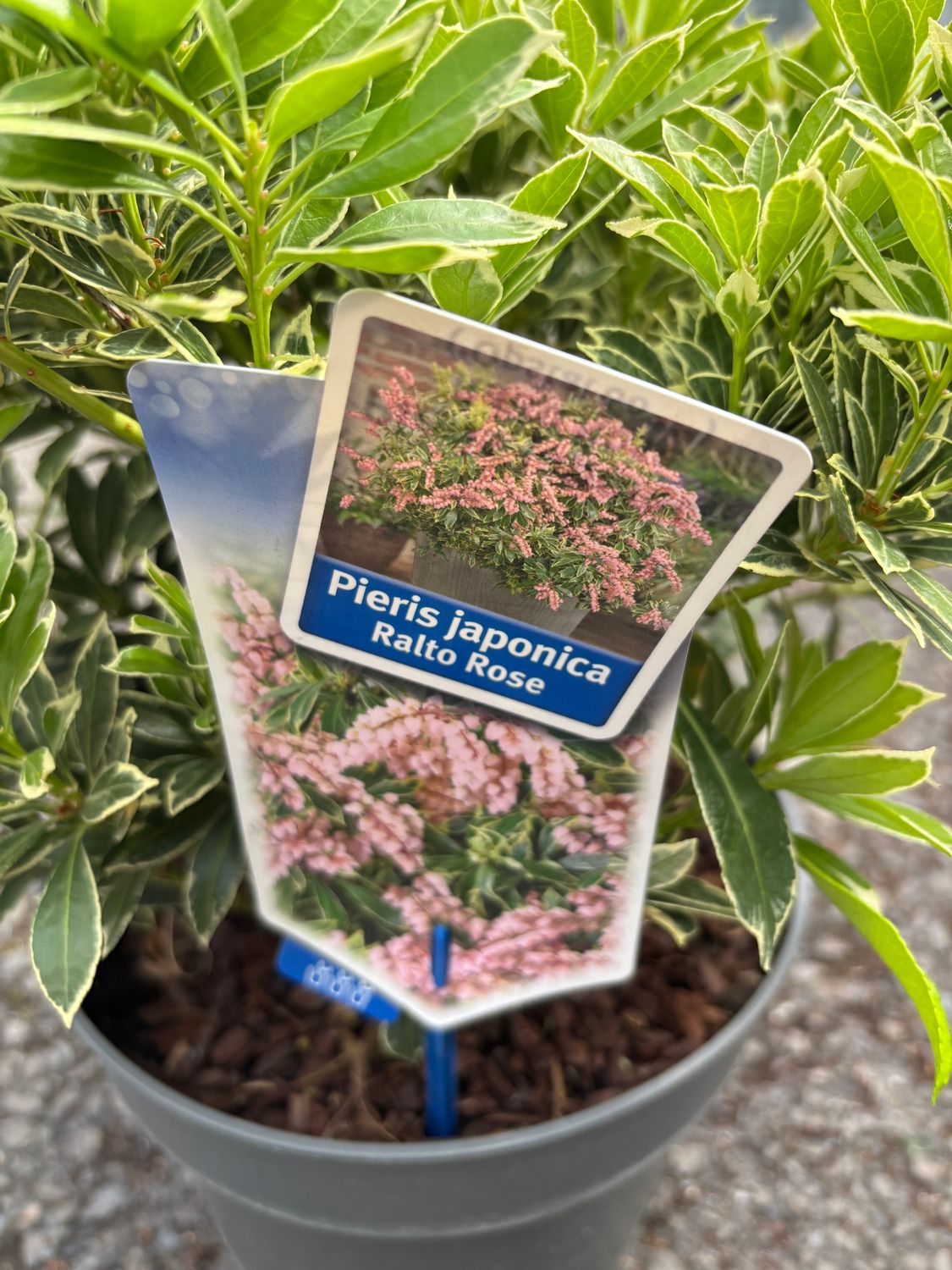Pieris Polar Passion