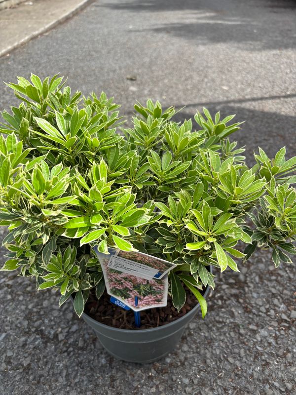 Pieris Polar Passion