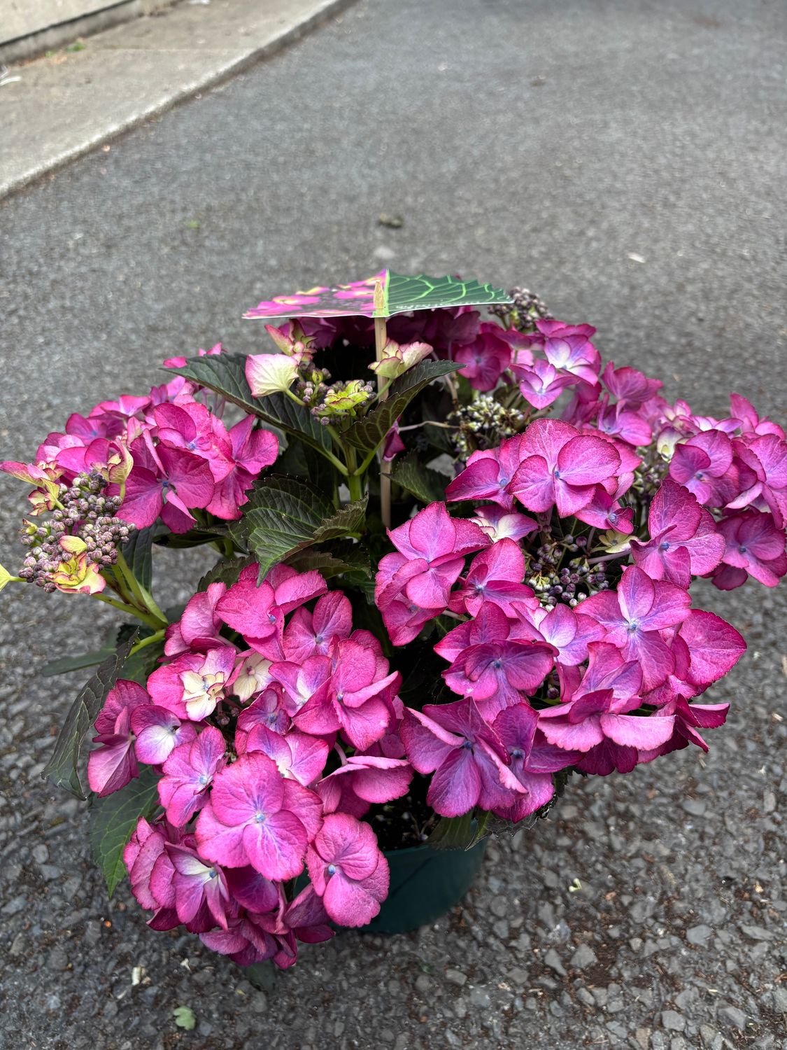 Hydrangea Dark Angel Purple