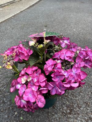 Hydrangea Dark Angel Purple