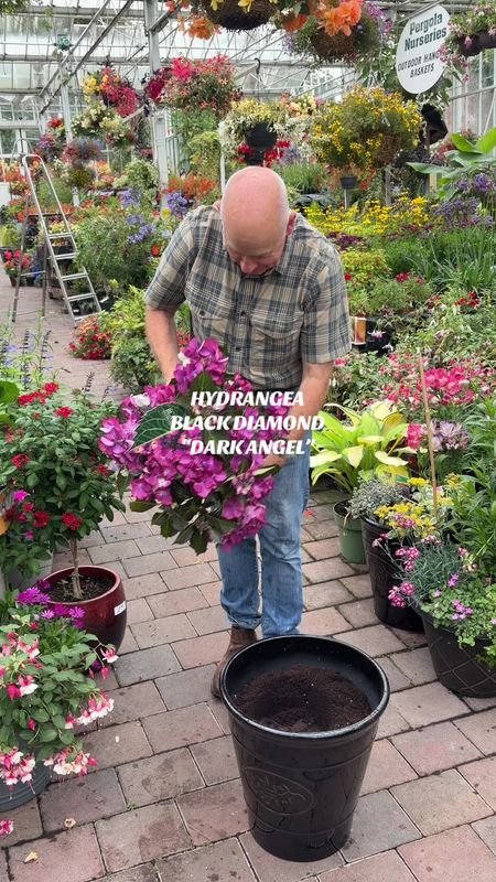 Hydrangea Dark Angel Purple