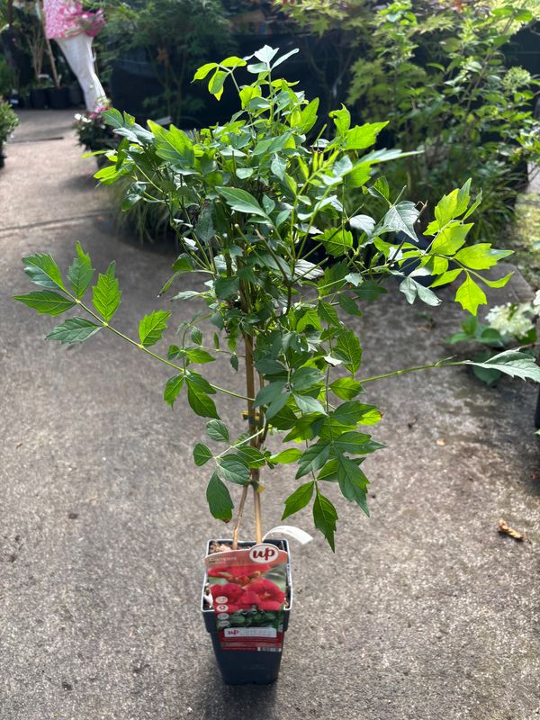 Campsis Radicans