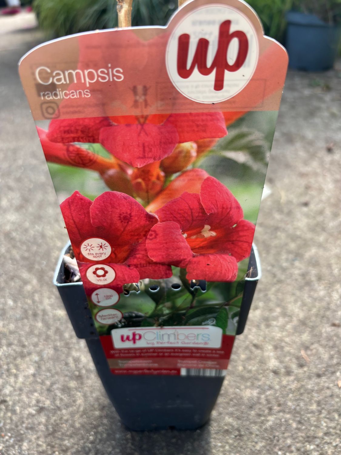 Campsis Radicans