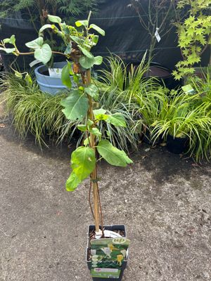 Lonicera ''Halliana''