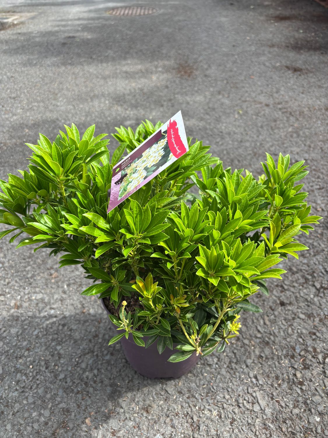 Pieris Debutante