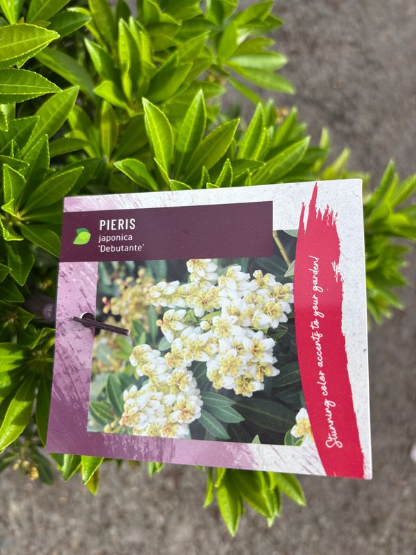 Pieris Debutante
