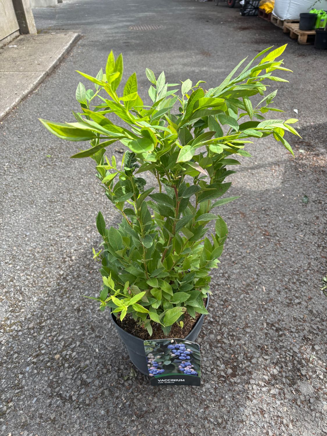 Blueberry Emblue XL