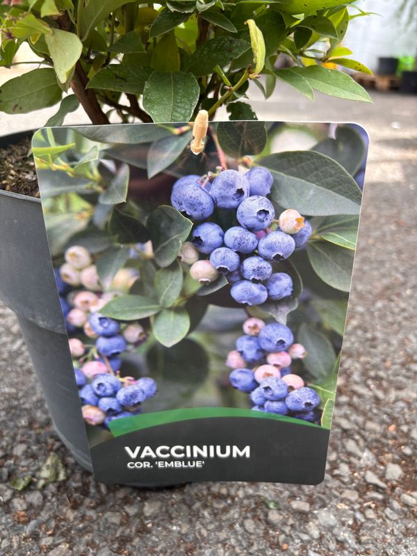 Blueberry Emblue XL