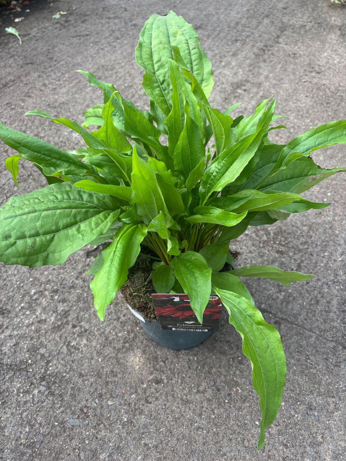 Echinacea Electric Orange