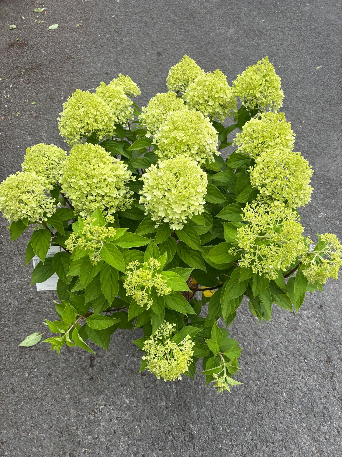 Hydrangea Limelight XXL Bush Form