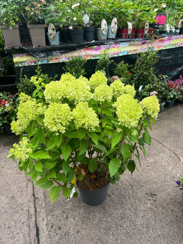 Hydrangea Limelight XXL Bush Form