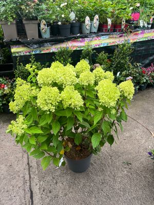 Hydrangea Limelight XXL Bush Form