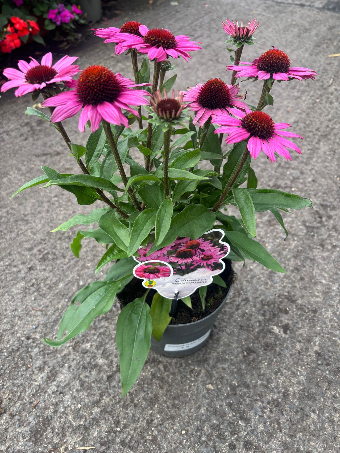 Echinacea Chunky Purple