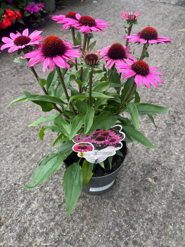 Echinacea Chunky Purple