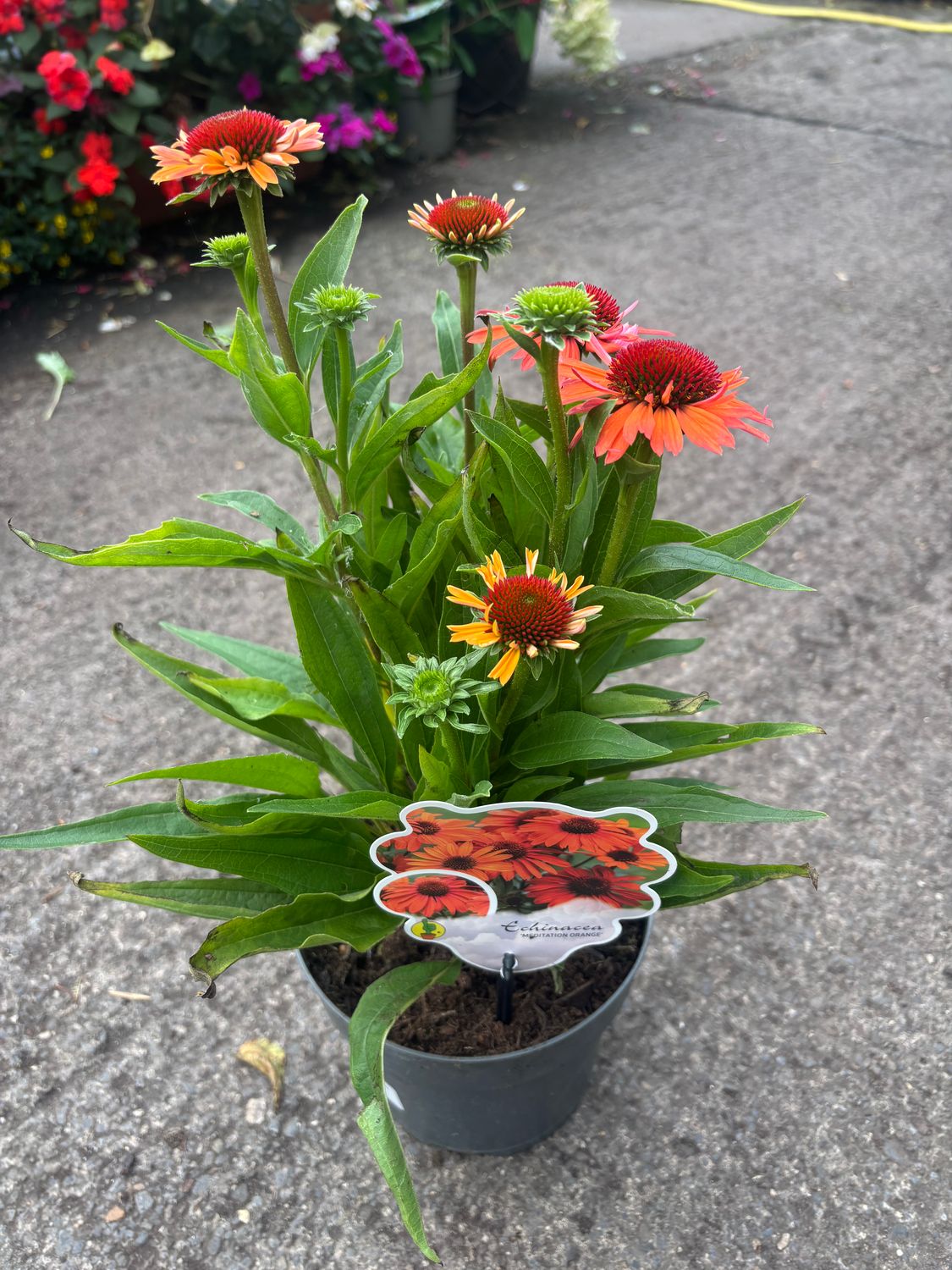 Echinacea Meditation Orange