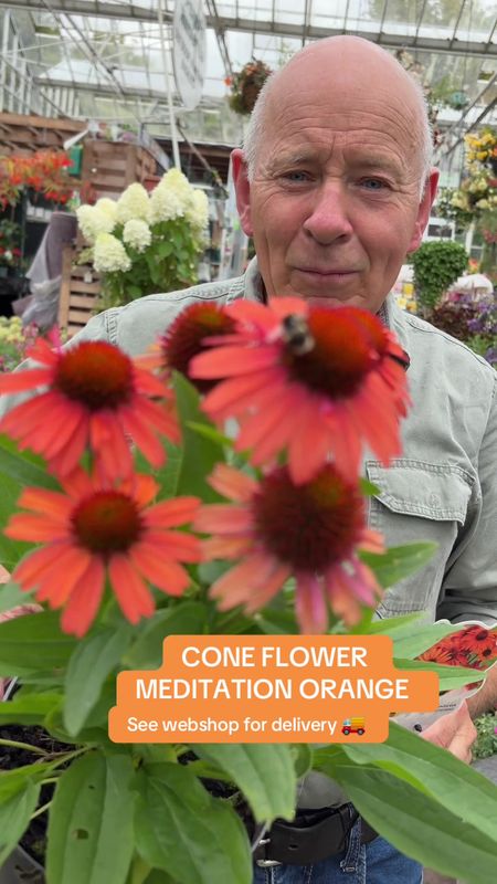 Echinacea Meditation Orange